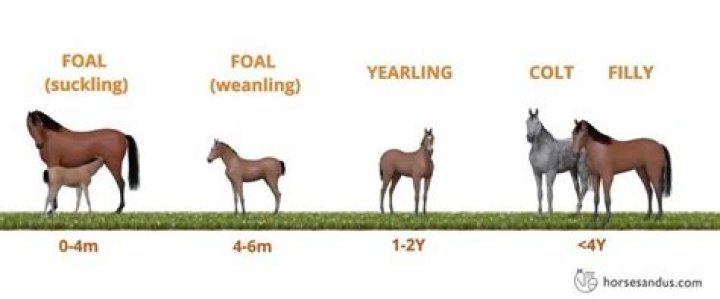 How foals are born?