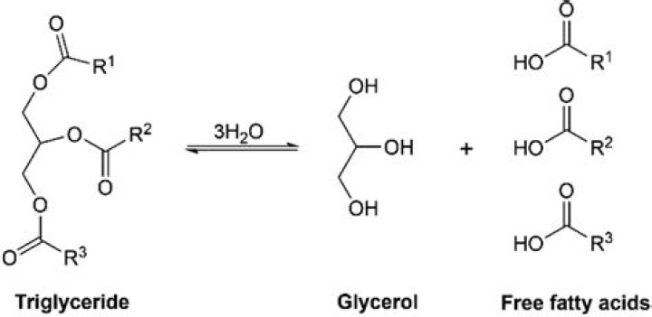 How glycerol provide energy?