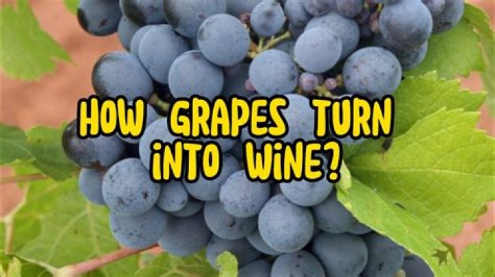 How grapes turn into wine?