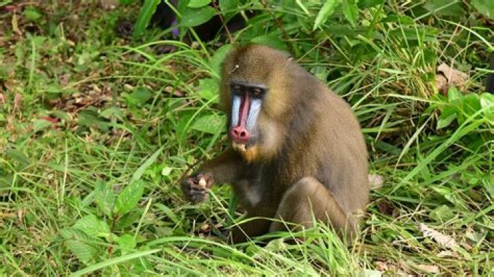 How heavy are mandrills?