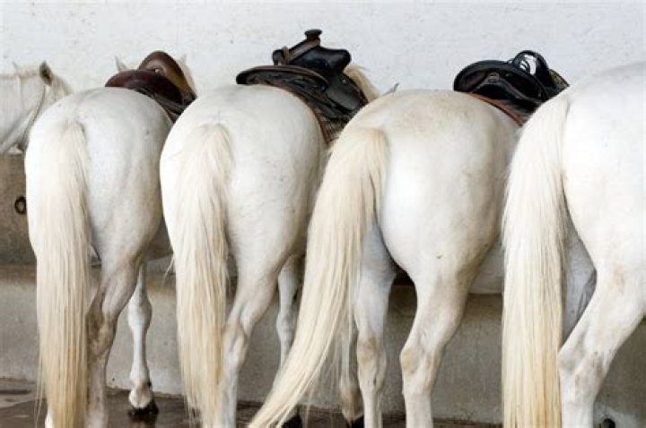 How is a horse's tail docked?