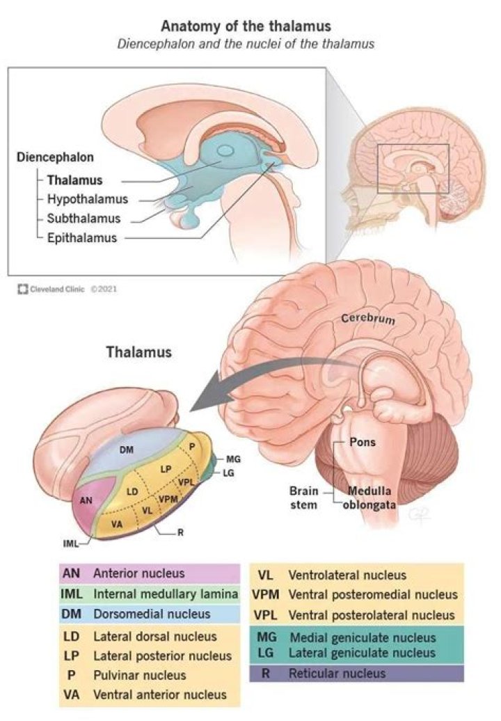 How is aponeurosis functionally similar to a tendon?