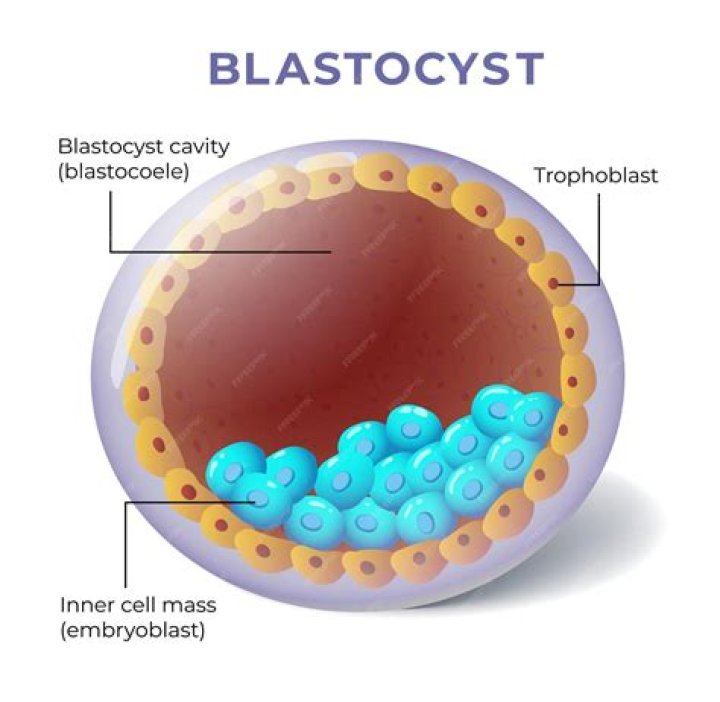 How is blastocoel created?