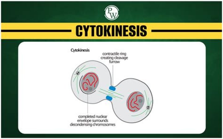 How is karyokinesis different from cytokinesis?