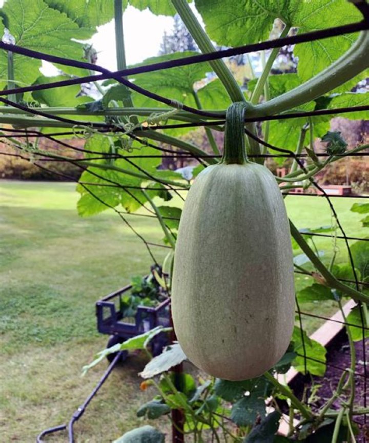 How is winter squash grown?