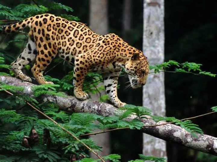 How jaguars have adapted to the rainforest?