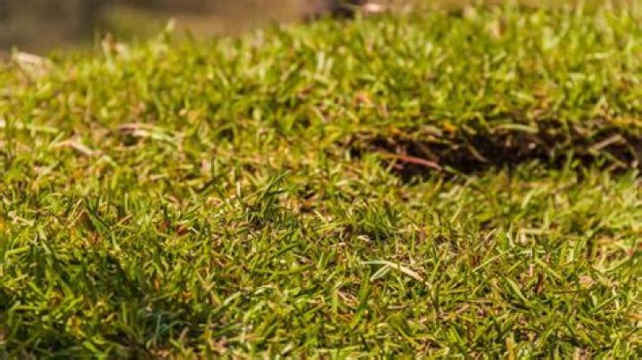 How lay centipede sod?