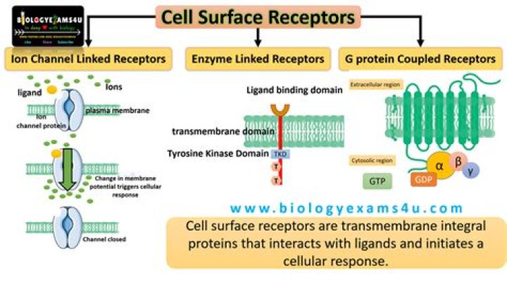 How lectins recognize cell surface receptors?