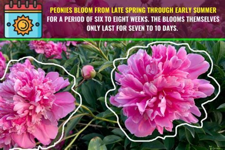 How long do peonies bloom?