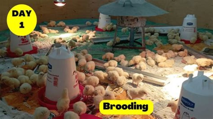 How long does chicken brooding last?