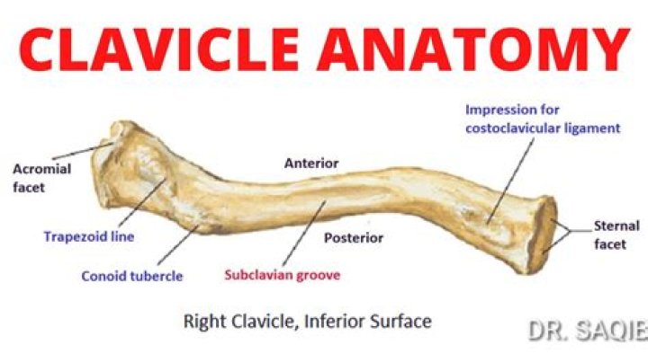 How many curvatures are present in clavicle bone?