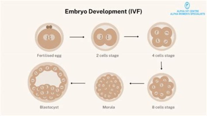 How many embryos are implanted in ivf?