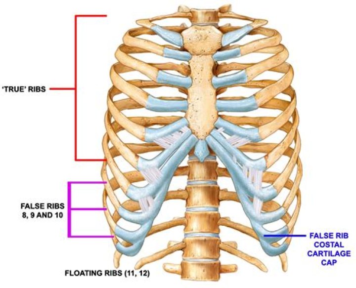 How many false ribs are there?
