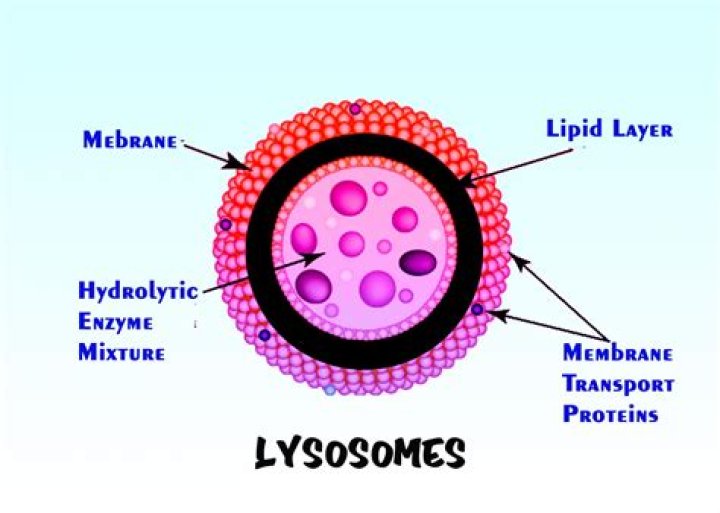 How many membranes does lysosome have?