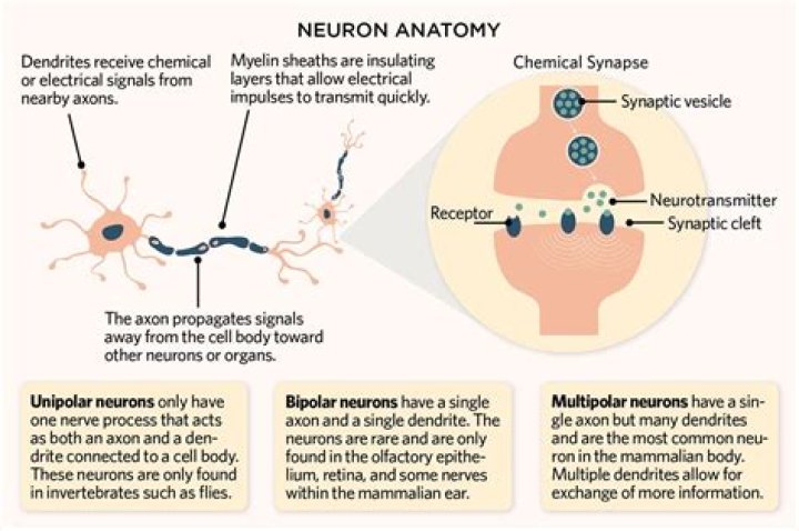 How many modalities can neurons carry?