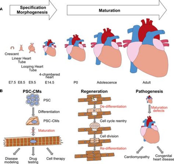 How many myocytes in the heart?