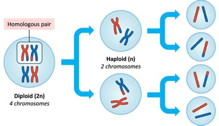 How many sets of chromosomes are in a diploid cell?