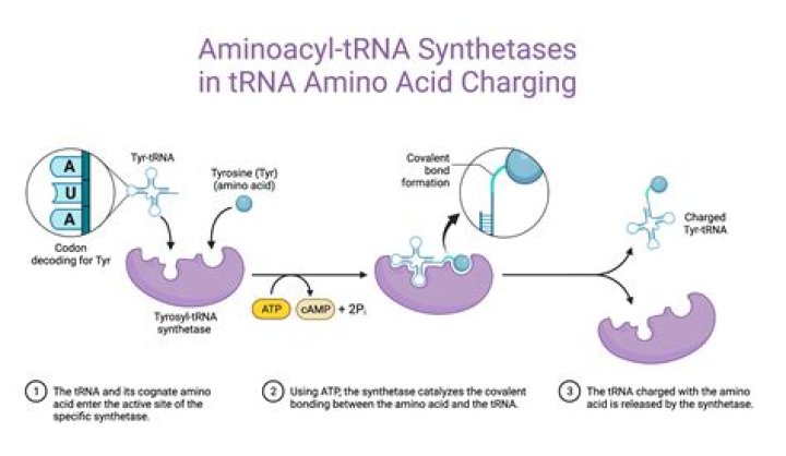 How many trna synthetases are there?