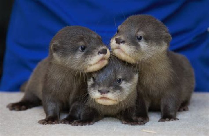 How much are baby otters?