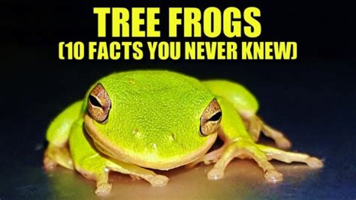 How much are tree frogs?