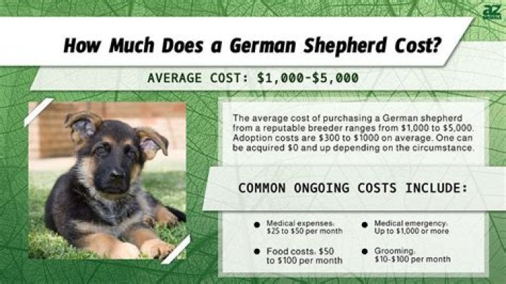How much do german shepherds cost?