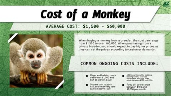 How much do monkeys cost?