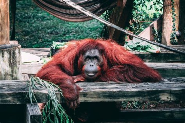 How much do orangutans weigh?