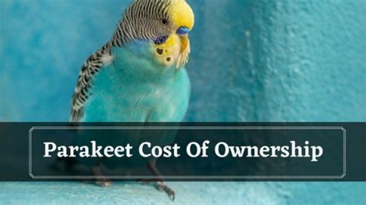 How much do parakeet cost?
