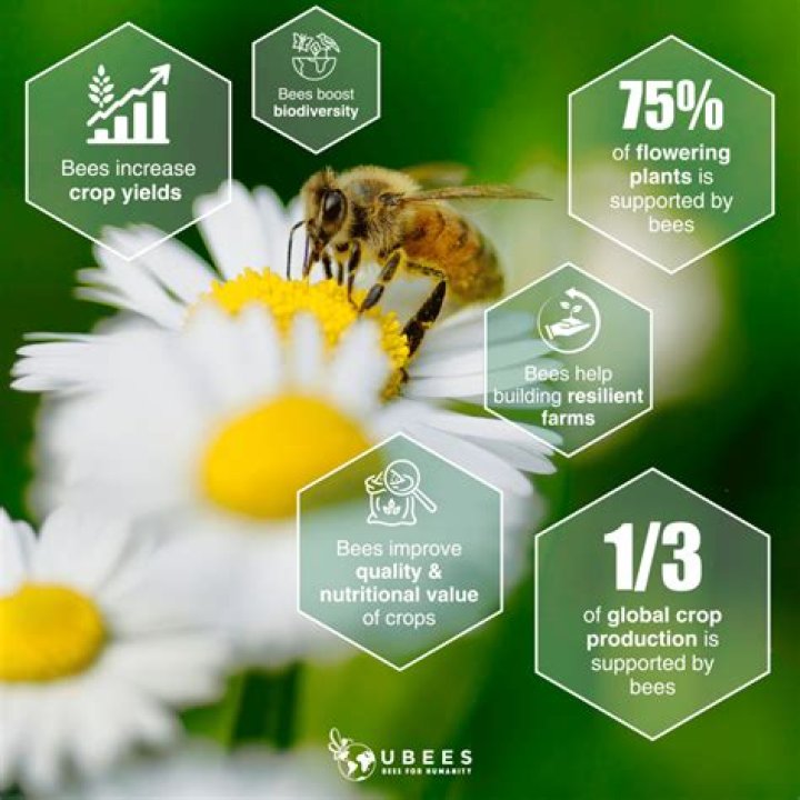 How much food relies on bees?