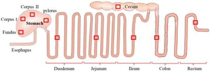 How much ileum can be removed?