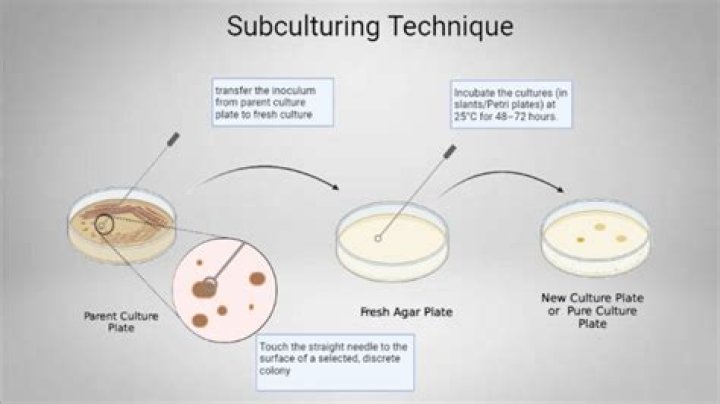 How much inoculum is needed when transferring culture?