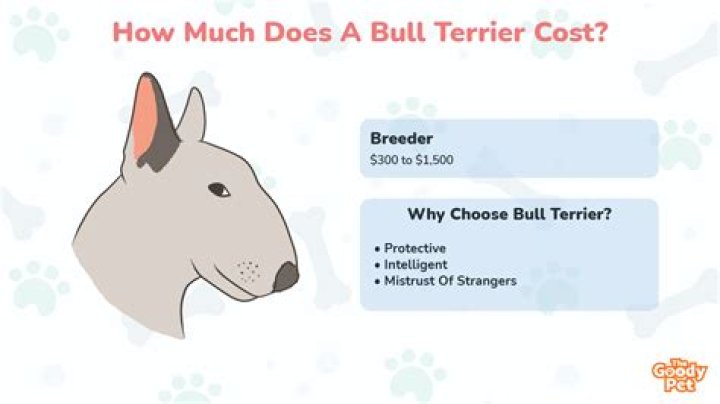 How much is a bull terrier?