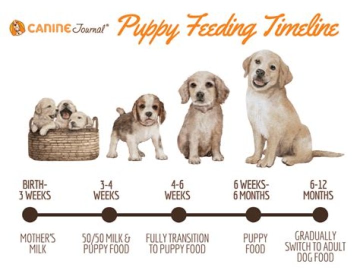 How much to feed a puppy?