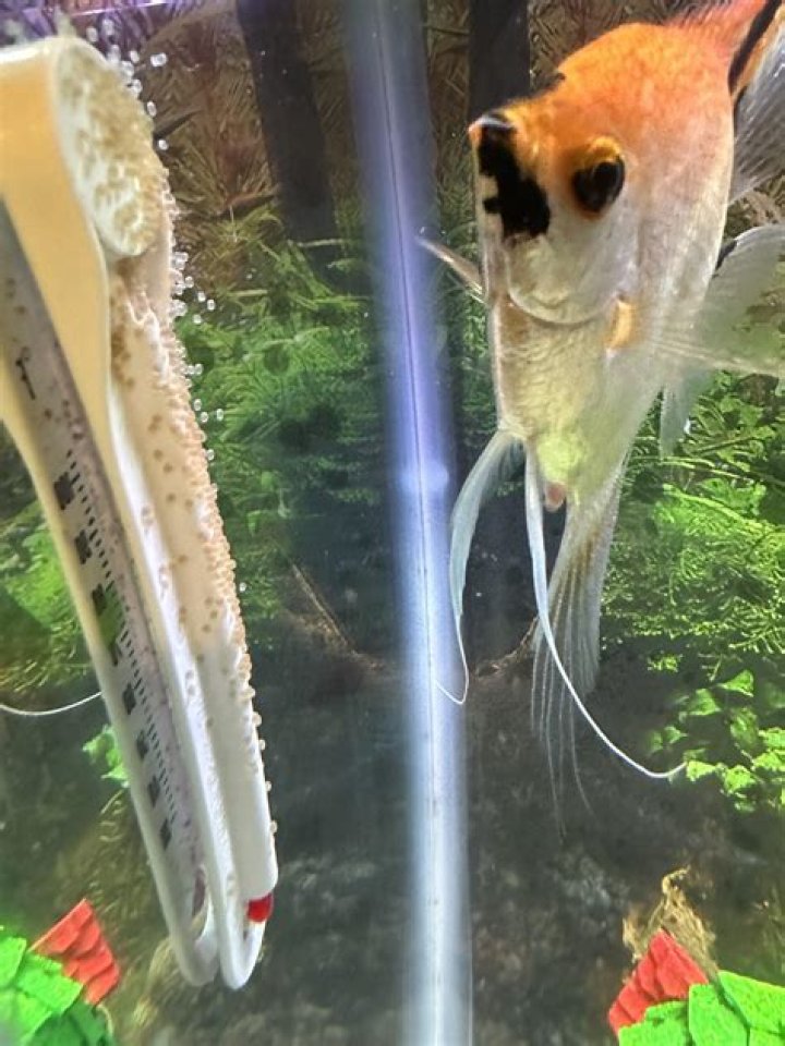 How often do angelfish lay eggs?