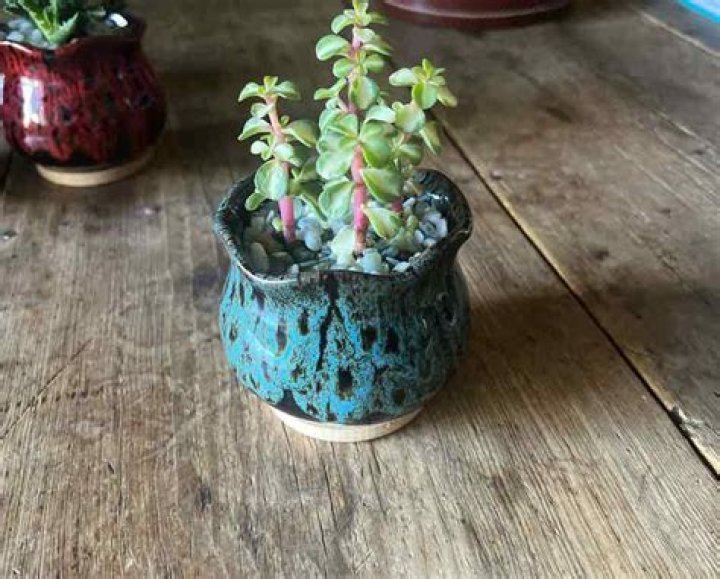How often to water portulacaria afra?