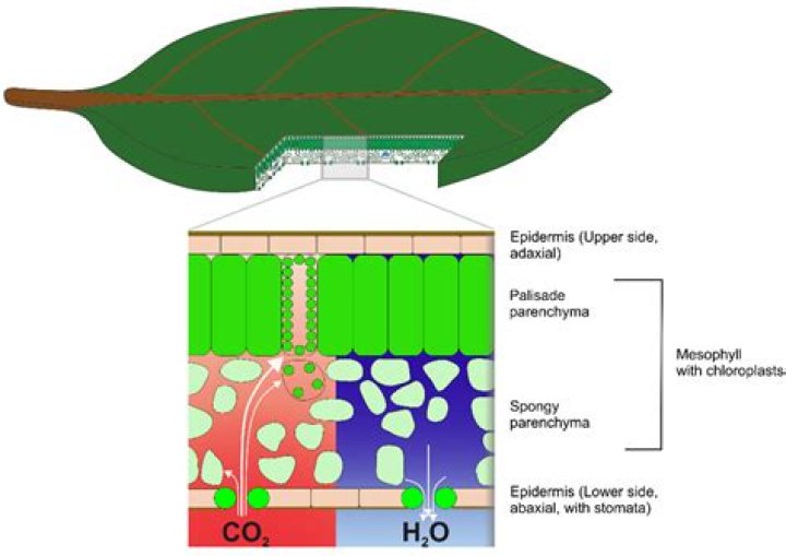 How palisade mesophyll involved in photosynthesis?