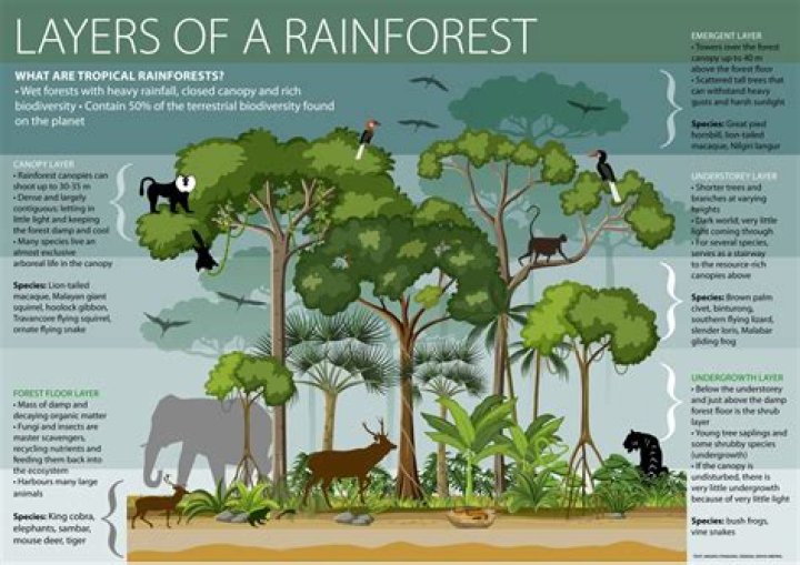 How rainforests are formed?