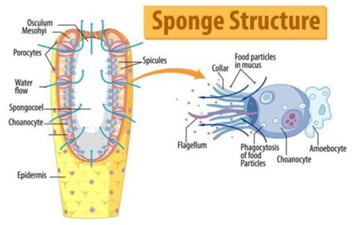 How sponges differ from metazoan?