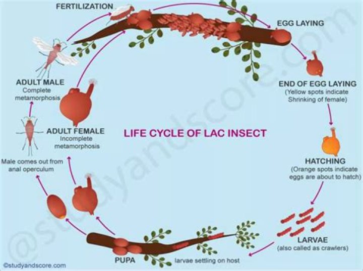 How stick lac is produced?
