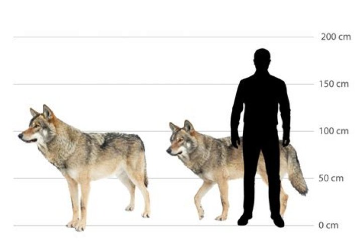 How tall are wolves?