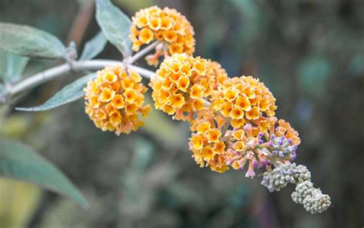 How tall do buddleia grow?