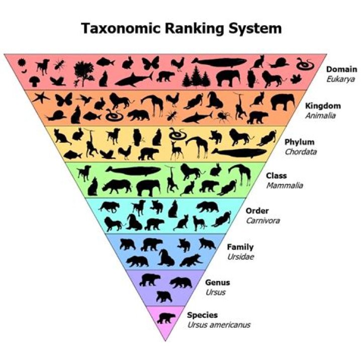 How taxonomy relates to the diversity of species?