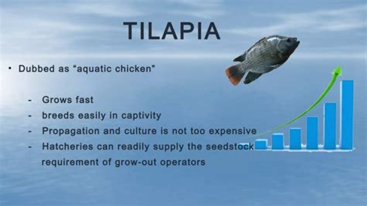How tilapia grow faster?