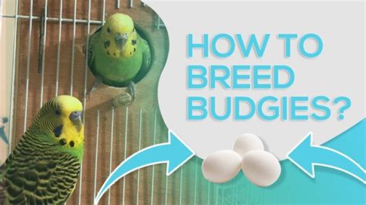 How to breed purple budgies?