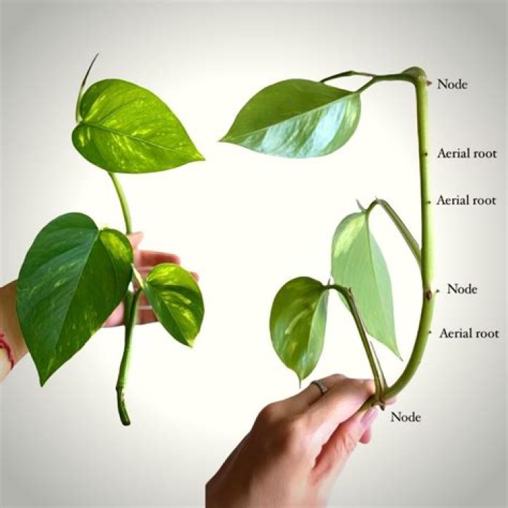 How to care for a vining philodendron?