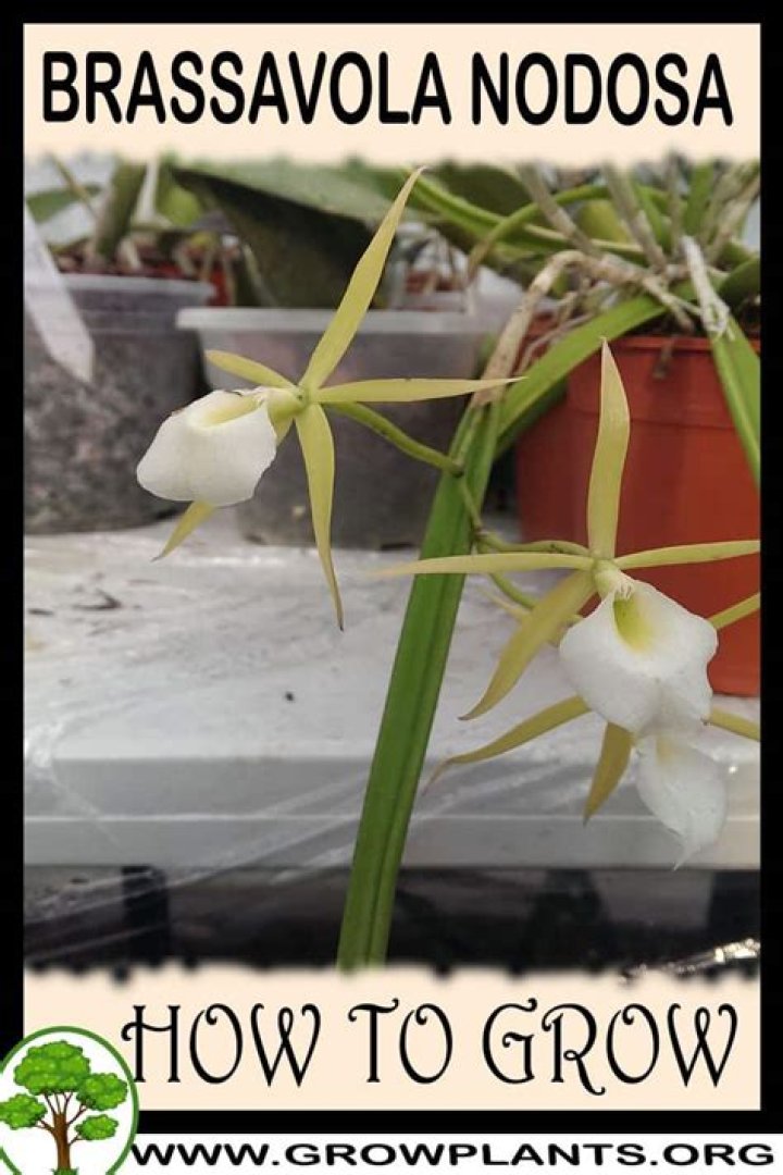 How to care for brassavola nodosa?