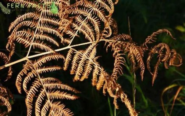 How to care for pteris fern?