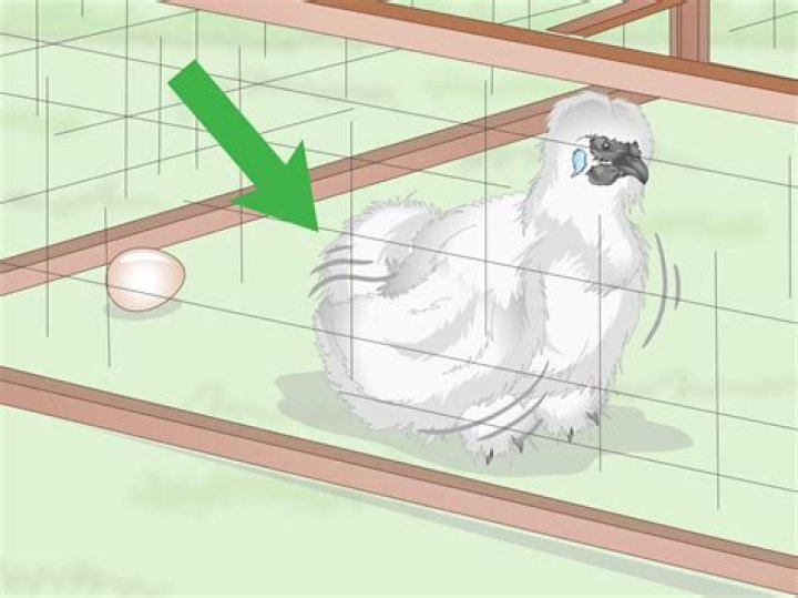 How to care for silkie chickens?
