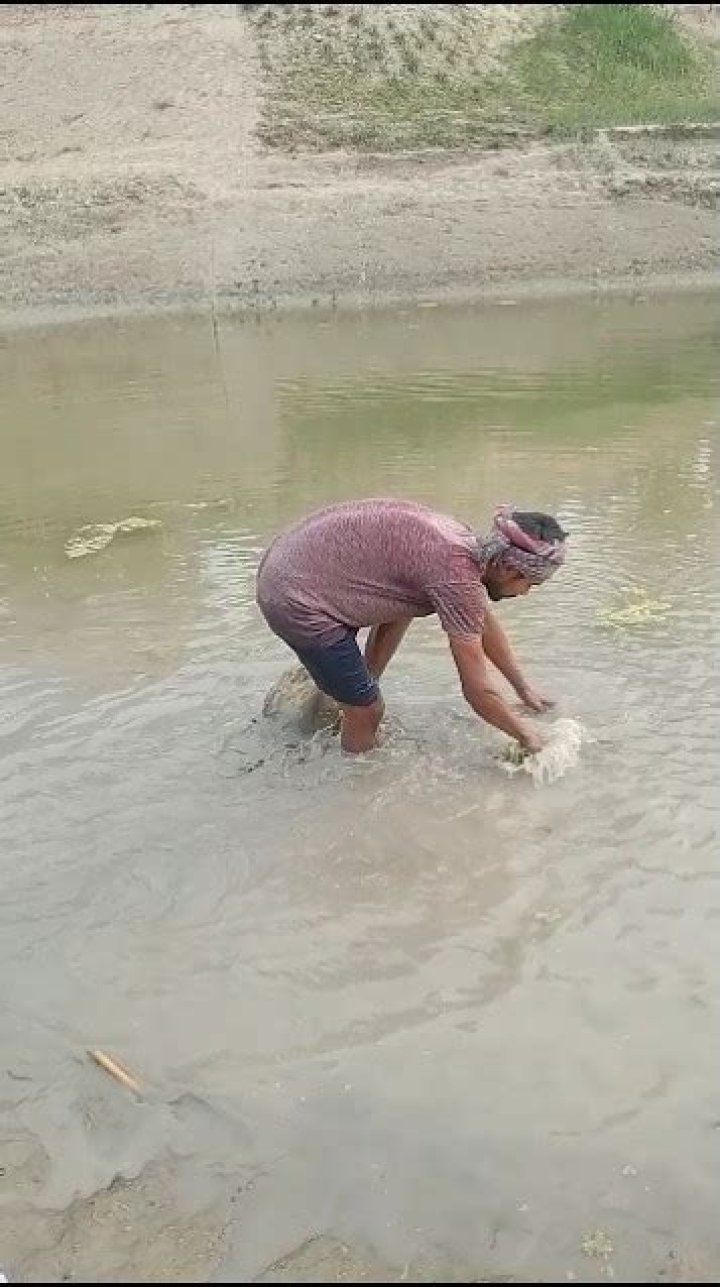 How to catch hornfish?