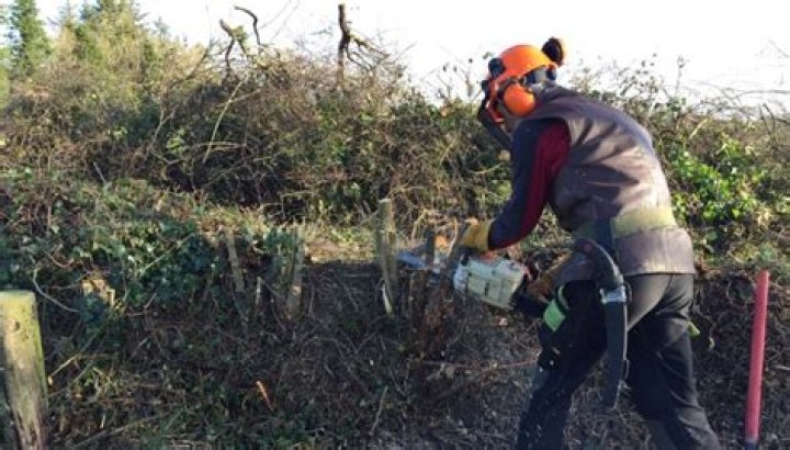 How to coppice a hedge?